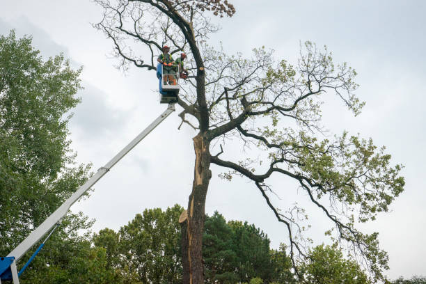 How Our Tree Care Process Works  in  Daytona Beach Shores, FL